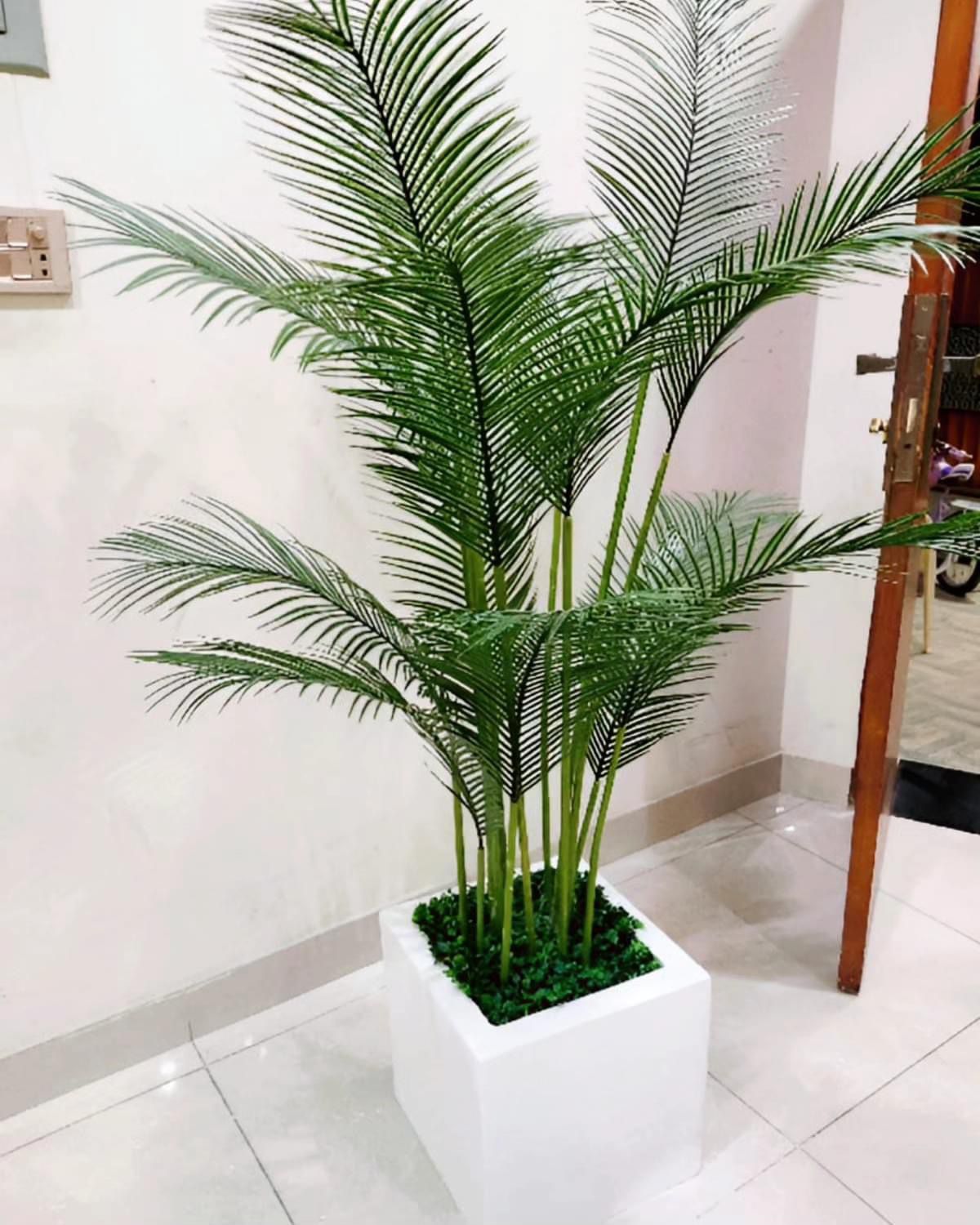 Fish Palm with Square White Fibre Pot - 5.5 Feet Height
