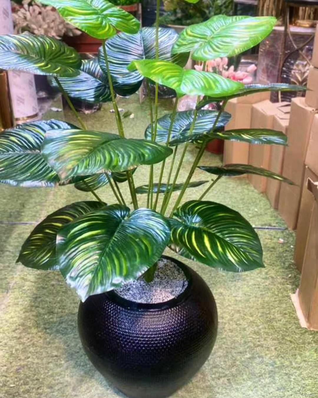 Money Plant with ceramic pot- 3 feet height