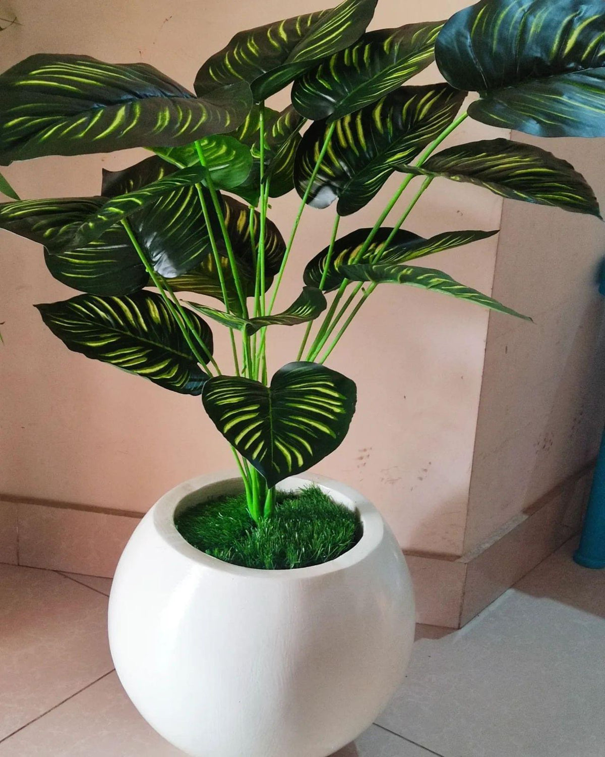 Money plant with fibreglass sphere planter -  Height 3 feet