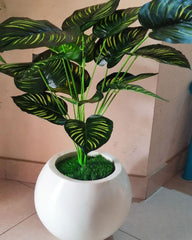 Money plant with fibreglass sphere planter -  Height 3 feet