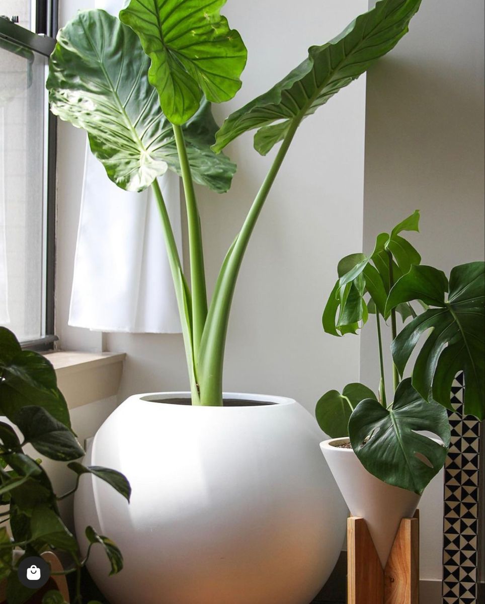 Round Fibre Pot - Plant Not Included